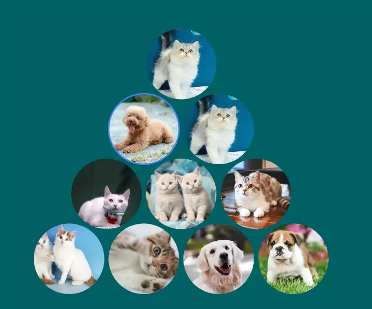 Aperçu du layout Triangle rond